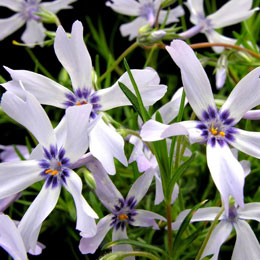 Phlox an bicolor, Phlox espuma bicolor